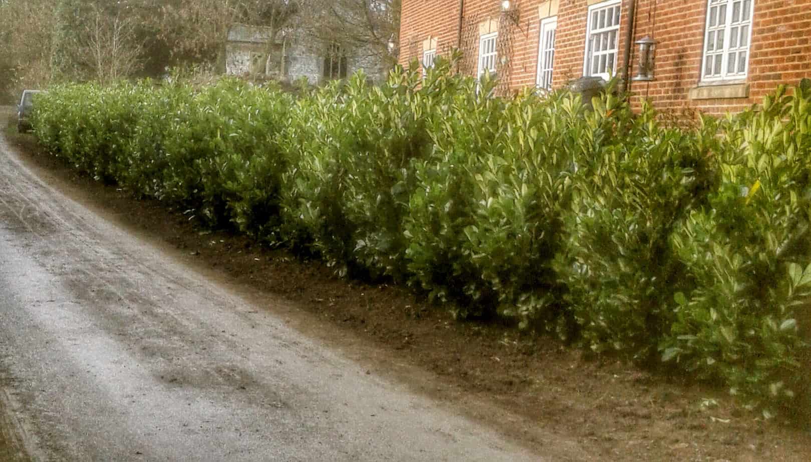 Planting Trees -Lincolnshire Landscaping